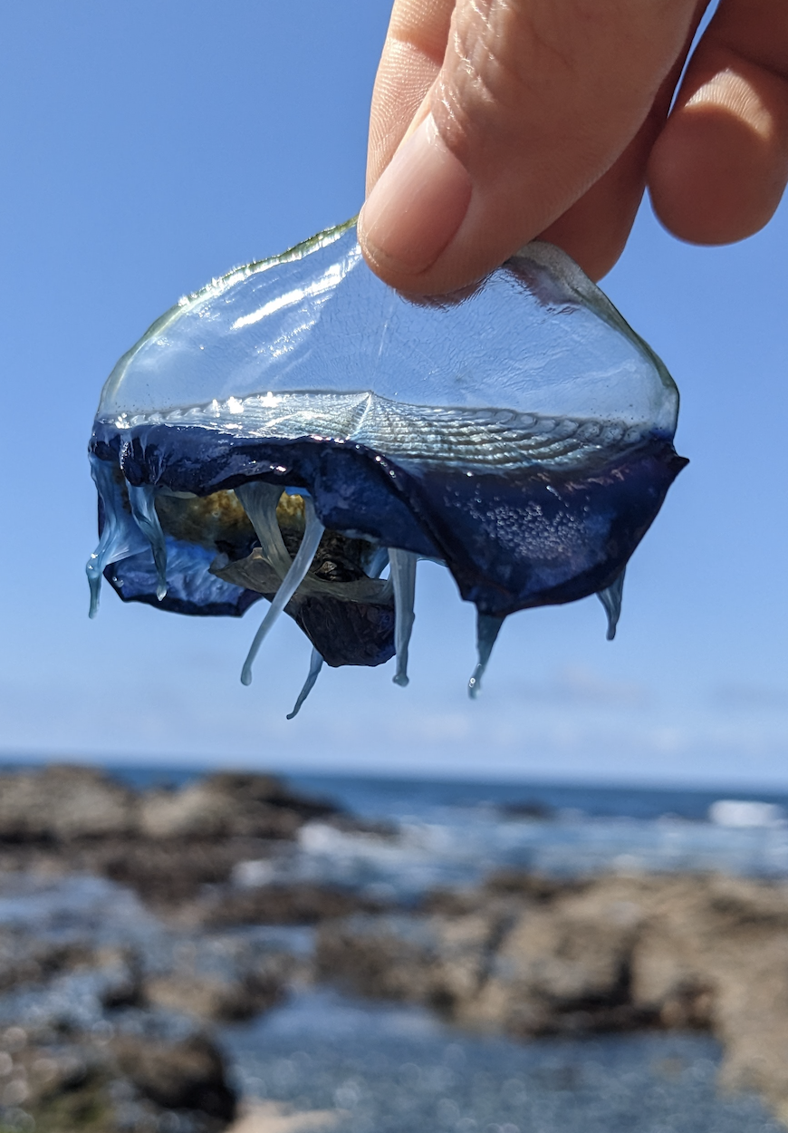 Sea Creature