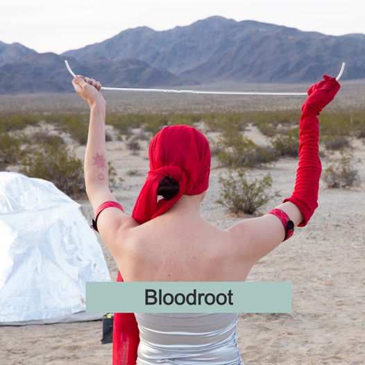 Bloodroot
